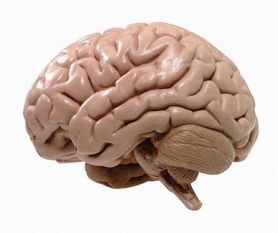 Nieuwe MRI-methode toont piepkleine breinbewegingen.